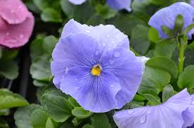Image result for Viola wittrockiana