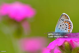 Attēlu rezultāti vaicājumam “Plebejus argus”