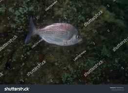 Image result for Spondyliosoma cantharus