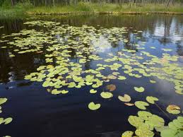Attēlu rezultāti vaicājumam “Harpanthus flotovianus cells”
