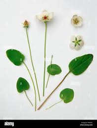 Attēlu rezultāti vaicājumam “Parnassia palustris leaf”