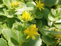 Attēlu rezultāti vaicājumam “Sedum aizoon”