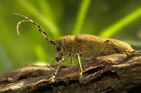 Attēlu rezultāti vaicājumam “Saperda carcharias”