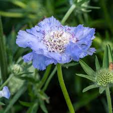 Image result for scabiosa caucasica