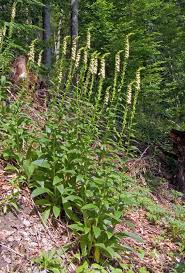 Image result for Digitalis lutea