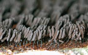 Attēlu rezultāti vaicājumam “Stemonaria irregularis”