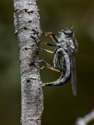 Attēlu rezultāti vaicājumam “Asilidae”