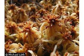 Attēlu rezultāti vaicājumam “Sphagnum balticum”