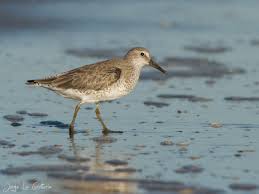 Attēlu rezultāti vaicājumam “Calidris canutus adult”