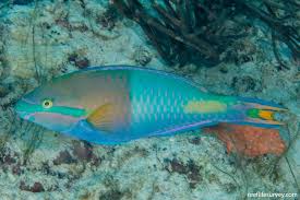 Image result for Scarus trispinosus