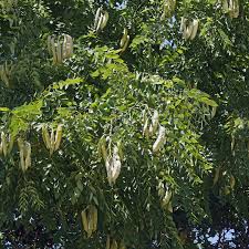 Attēlu rezultāti vaicājumam “Gymnocladus dioicus flower”