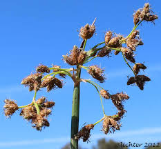 Attēlu rezultāti vaicājumam “Schoenoplectus lacustris subsp. glaucus bud”