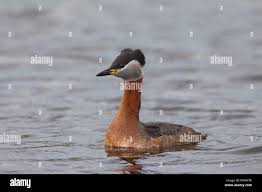 Attēlu rezultāti vaicājumam “Podiceps grisegena adult”