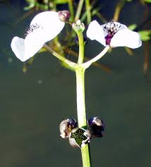 Attēlu rezultāti vaicājumam “Sagittaria sagittifolia flower”