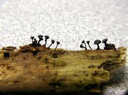 Attēlu rezultāti vaicājumam “Metatrichia vesparia”