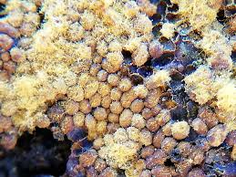 Attēlu rezultāti vaicājumam “Perichaena depressa”