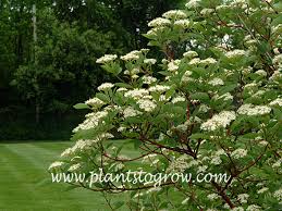 Attēlu rezultāti vaicājumam “Cornus sericea”