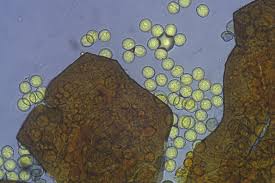 Attēlu rezultāti vaicājumam “Licea testudinacea young”