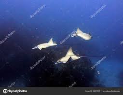 Image result for Mobula hypostoma