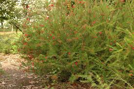 Attēlu rezultāti vaicājumam “xComagaria rosea”