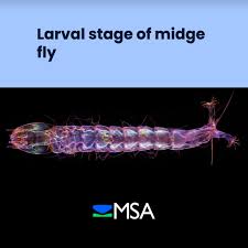Attēlu rezultāti vaicājumam “Chironomidae larva”