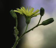 Attēlu rezultāti vaicājumam “Lapsana communis bud”