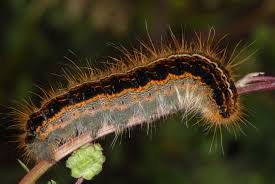 Attēlu rezultāti vaicājumam “Malacosoma castrensis larva”