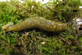 Attēlu rezultāti vaicājumam “Krynickillus melanocephalus”