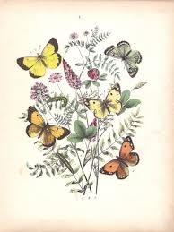 Attēlu rezultāti vaicājumam “Colias palaeno female”