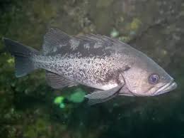 Image result for Sebastes fasciatus