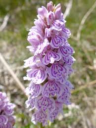 Attēlu rezultāti vaicājumam “Dactylorhiza maculata”