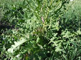 Attēlu rezultāti vaicājumam “Sisymbrium loeselii leaf”