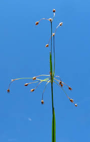 Attēlu rezultāti vaicājumam “Luzula pilosa bud”
