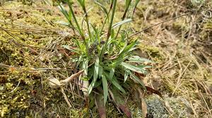 Attēlu rezultāti vaicājumam “Silene viscaria fruit”