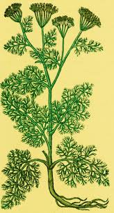 Attēlu rezultāti vaicājumam “Anethum graveolens”