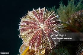 Image result for Strongylocentrotus droebachiensis
