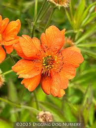 Attēlu rezultāti vaicājumam “Geum”