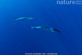 Image result for Acanthocybium solandri