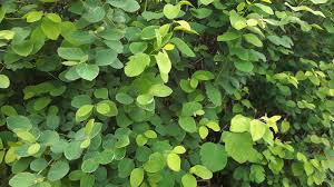 Attēlu rezultāti vaicājumam “Symphoricarpos albus”