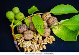 Attēlu rezultāti vaicājumam “Juglans regia fruit”