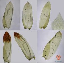 Attēlu rezultāti vaicājumam “Neckera crispa”