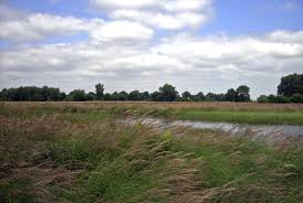 Attēlu rezultāti vaicājumam “Calamagrostis canescens”