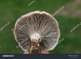 Attēlu rezultāti vaicājumam “Gomphidius glutinosus”