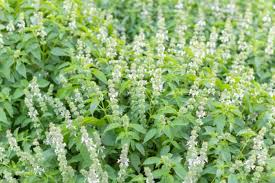 Image result for Ocimum basilicum