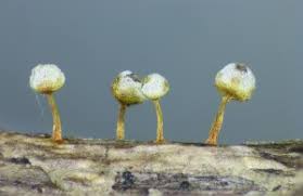 Attēlu rezultāti vaicājumam “Craterium aureum stalked”