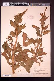 Attēlu rezultāti vaicājumam “Chenopodium bonus-henricus”