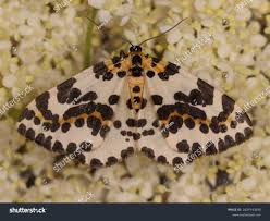 Attēlu rezultāti vaicājumam “Abraxas grossulariata”