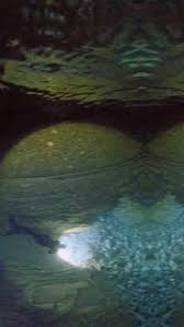 Image result for Apneists UK