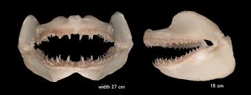 Image result for Lamna ditropis