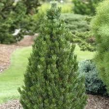 Attēlu rezultāti vaicājumam “Pinus sylvestris var. turfosa”